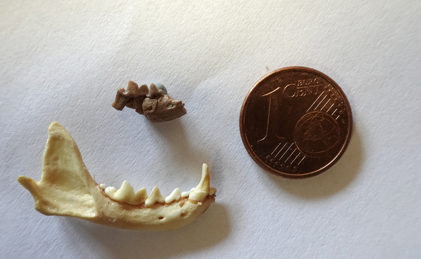 Se analizaron fragmentos de mandíbula.