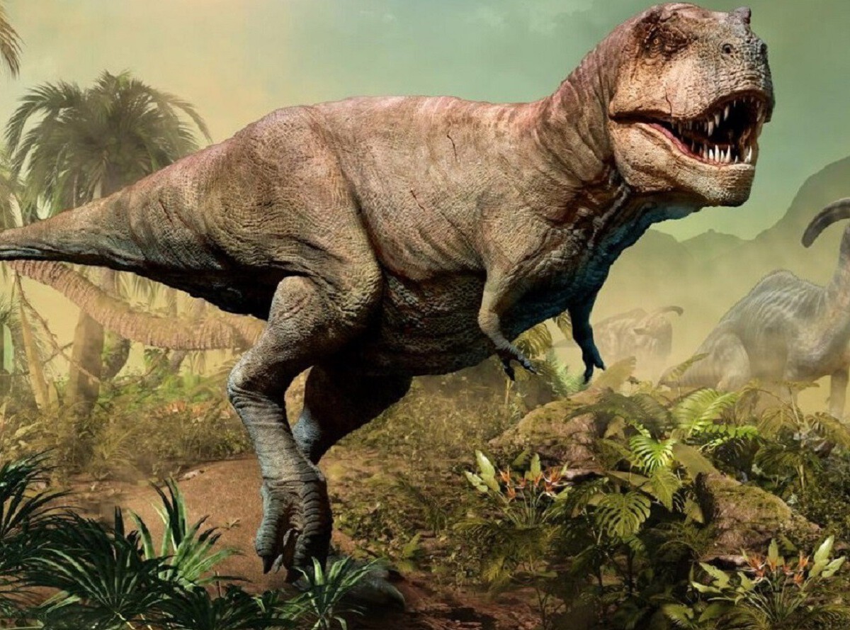 Evolucionaron así para usar la cabeza como mejor arma.