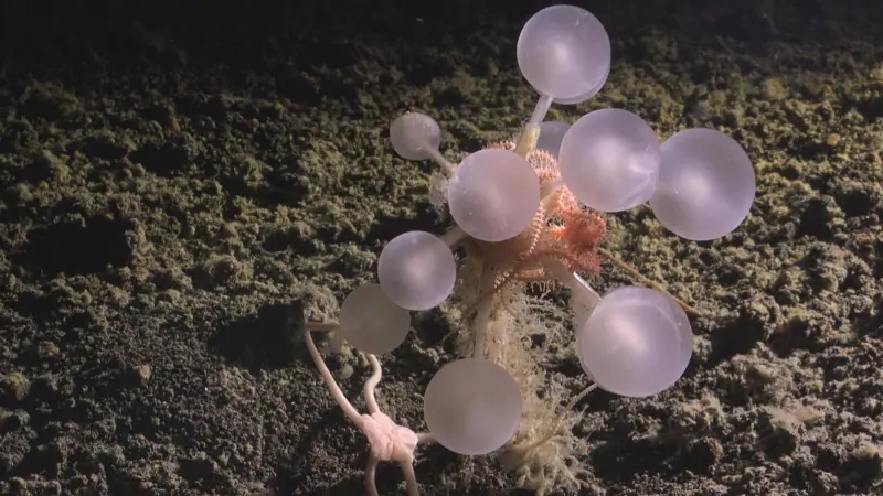 Esta es una de las nuevas 1121 especies marinas descubiertas.