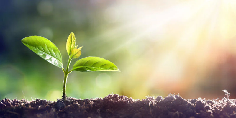 La forma de visión de las plantas tiene que ver con su interpretación de la luz.