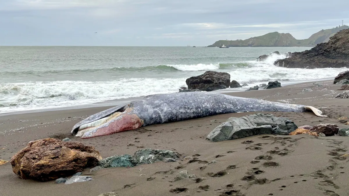 Las muertes de ballenas en San Francisco es problemática e inusual.