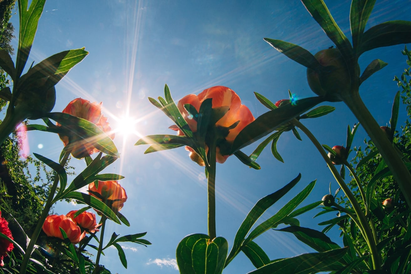 Sus receptores de fotones deciden su crecimiento y floración.