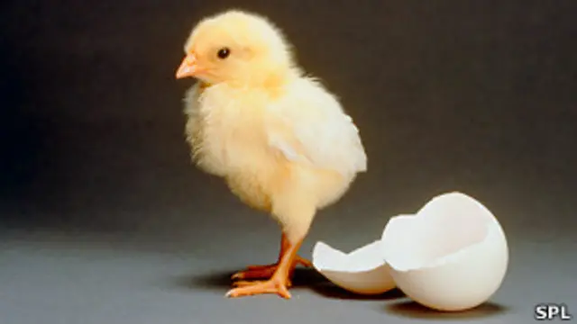 Iluminando los huevos de gallina se salvarían millones de vidas de pollitos.