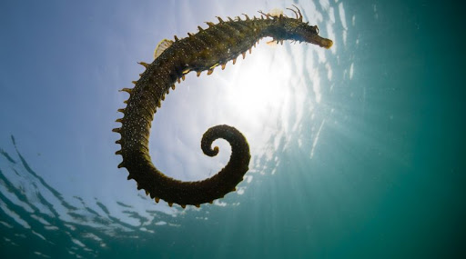 La IA puede ayudar a combatir el contrabando de caballitos de mar.