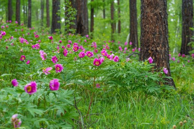 Las plantas con flores son más antiguas de lo que se pensaba.