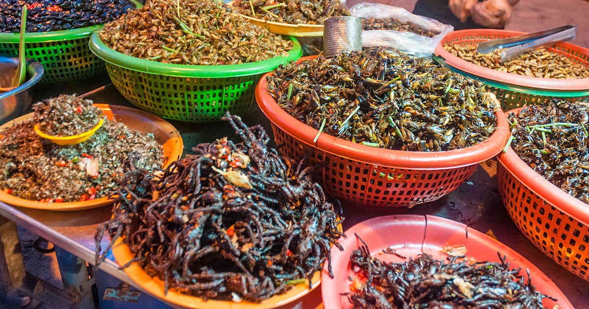 Los insectos podrían ser parto de nuestra dieta regular muy pronto.