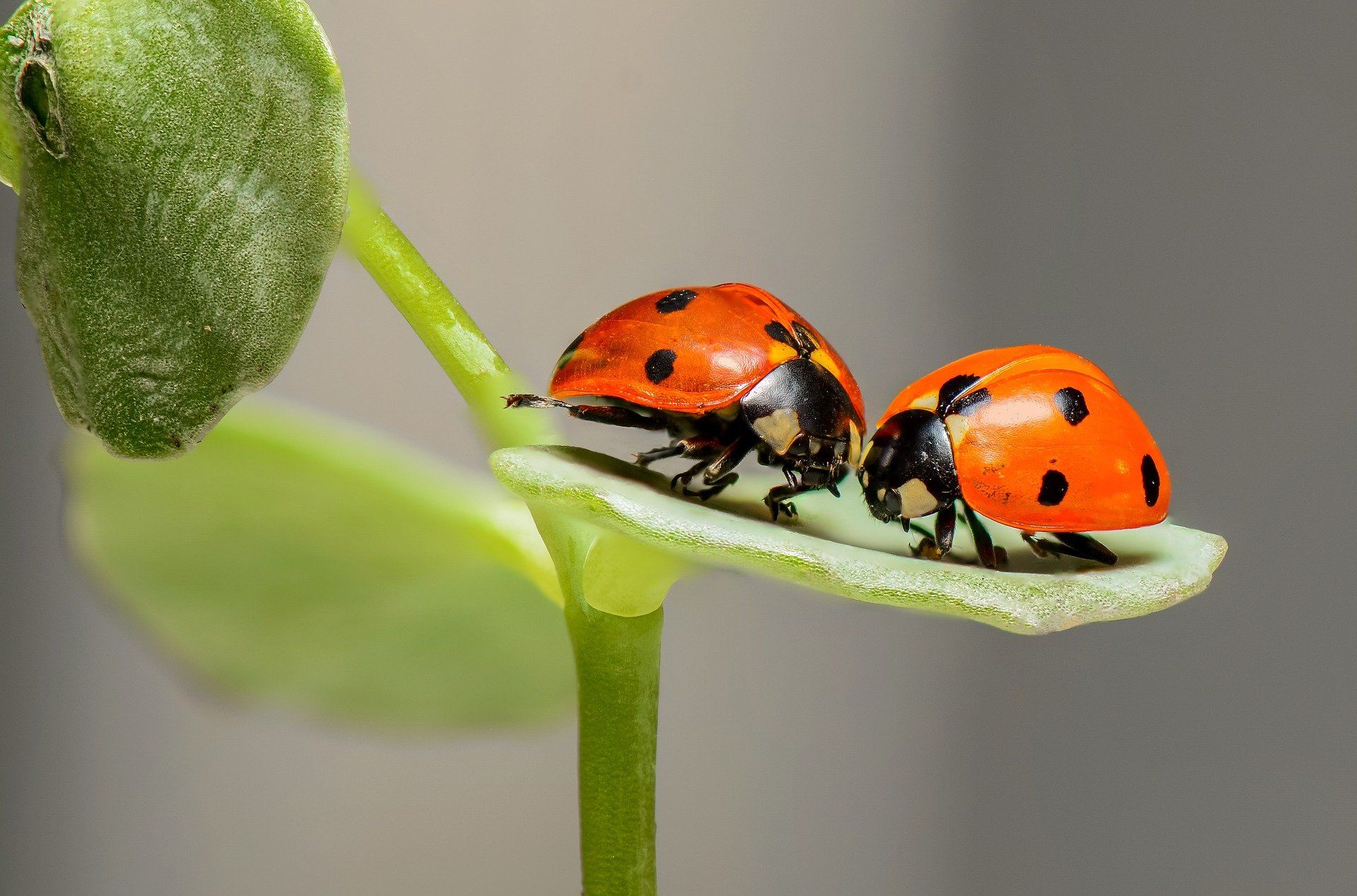 Se calcula que hay 20 millones de especies de insectos.