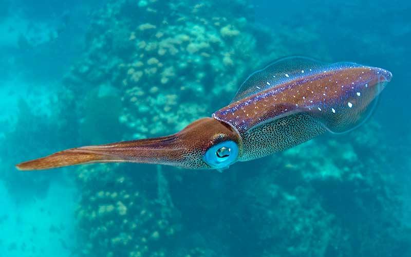 Los calamares se reducen de tamaño por los océanos ácidos.