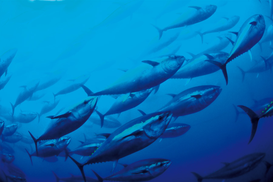 Los peces que colonizan el Mediterráneo podrían extinguir algunas especies.