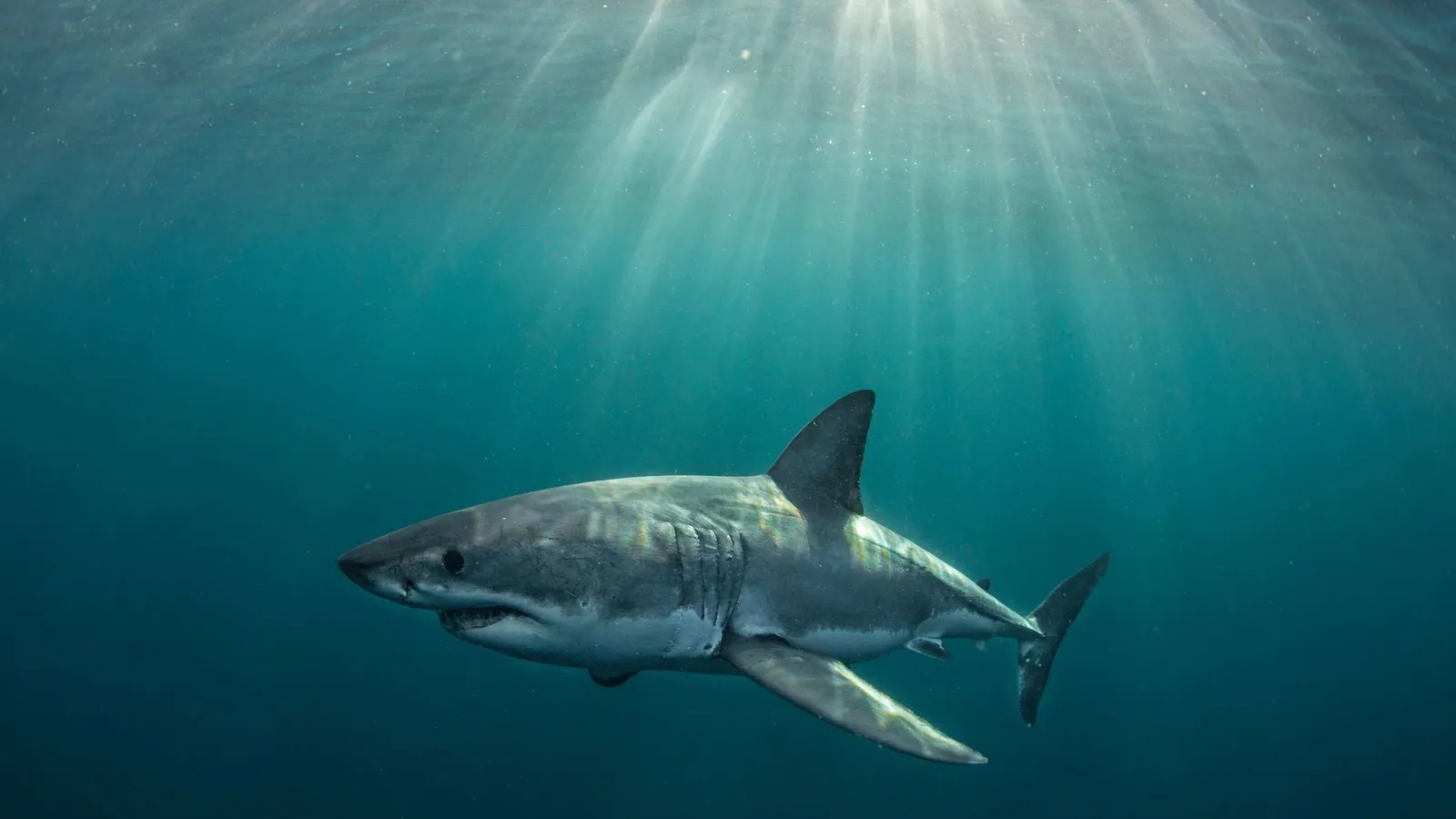 Los rasgos increíbles de los tiburones son numerosos.