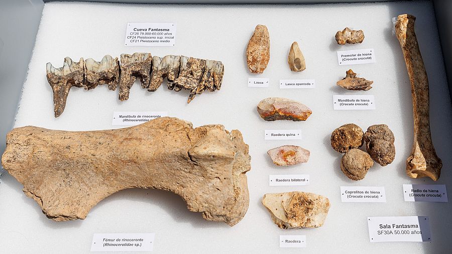 Se hallaron 24 nuevos fósiles de Homo antecesor.