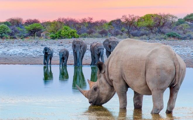 El declive de los megaherbívoros africanos no se debe solo a los humanos