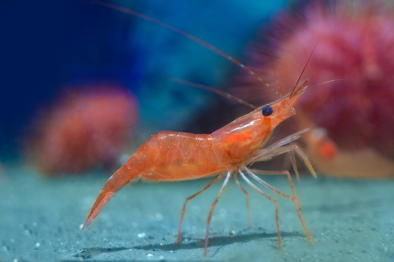 El desconocido origen de los camarones se ha identificado.