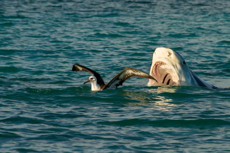La dieta salvaje de los tiburones tigre incluye aves marinas