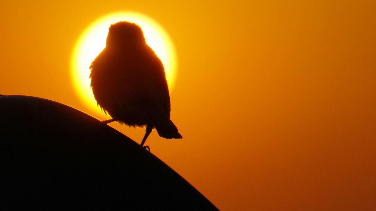 La reacción de los animales al eclipse será analizada.