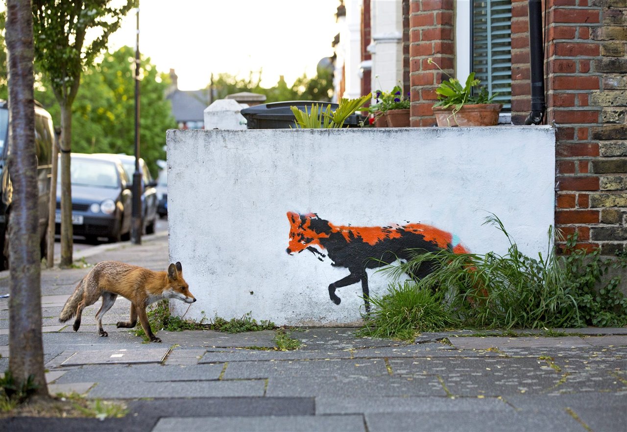 Los animales que evolucionan rápido se adaptan a la urbe.