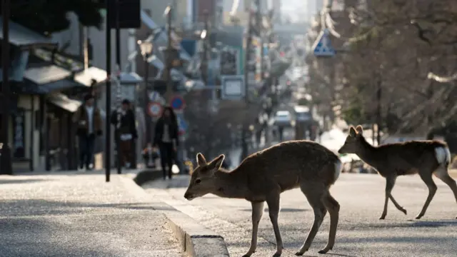 Muchas especies obtienen más comida en las ciudades