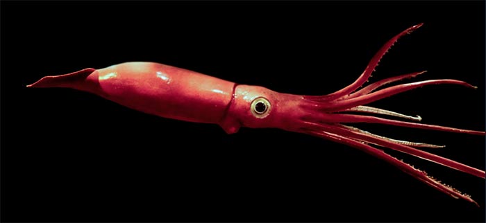 Su gran tolerancia ecológica favoreció su dispersión.