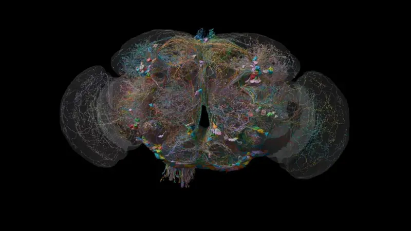 El cerebro de las moscas nos explica parte de nuestro comportamiento humano