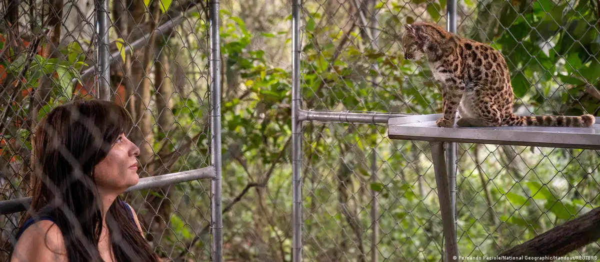 El magnífico gato salvaje boliviano nunca se había confirmado.
