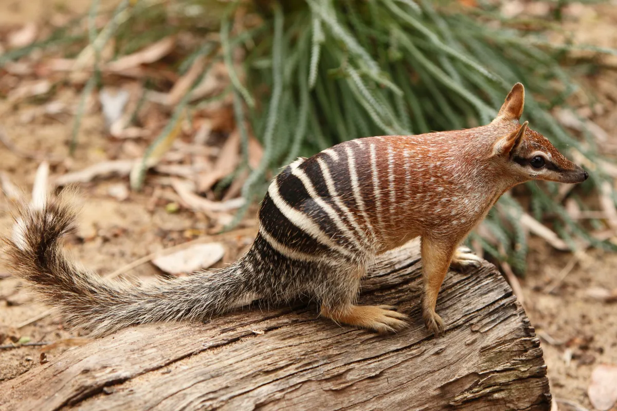 Los peculiares Numbats se recuperan milagrosamente.