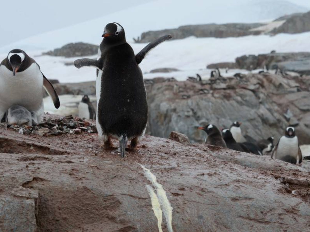 El metano en excremento de pingüino influye en el medioambiente más de lo imaginado.
