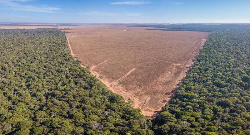 Brasil reduce la deforestación en 40%, un dato histórico.
