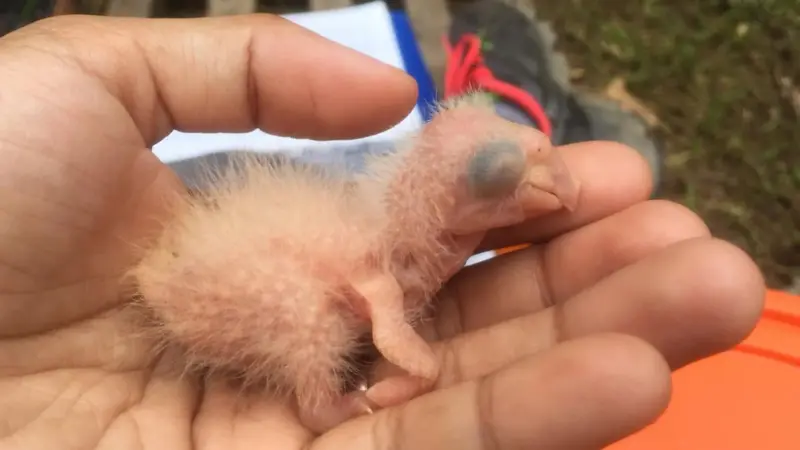 La extraña conducta de las guacamayas con sus crías está bajo la lupa