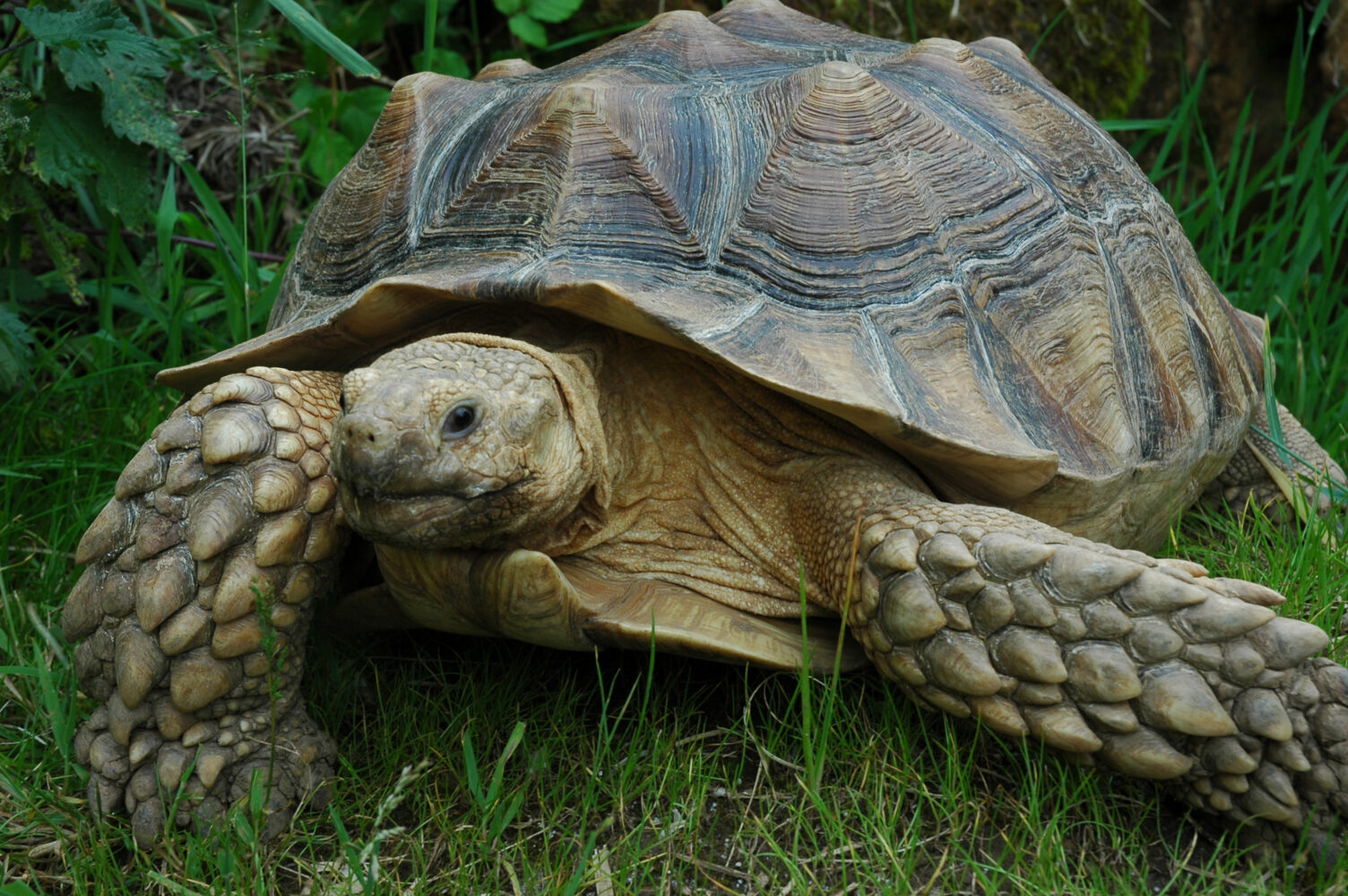 Se usan huellas de tortuga para entender dinosaurios y cómo se movían.